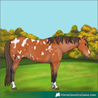 Horse Color:Bay Blanket 