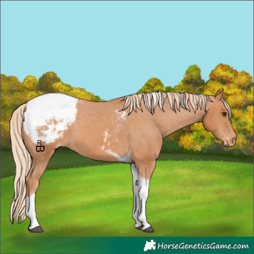 Horse Color:Chestnut Tobiano Appaloosa 