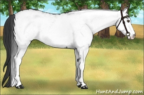 Horse Color:White Spotted Black