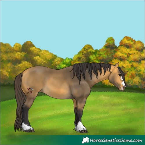 Horse Color:Buckskin 