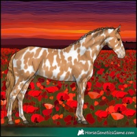 Horse Color:Chestnut Appaloosa