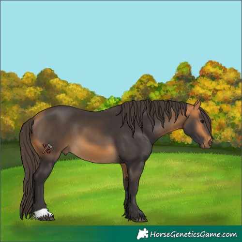 Horse Color:Unknown 