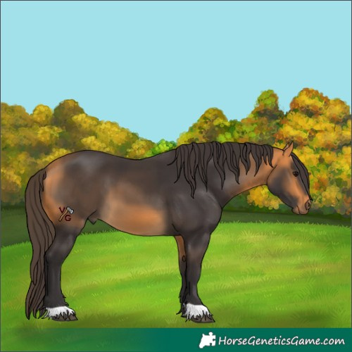 Horse Color:Unknown 