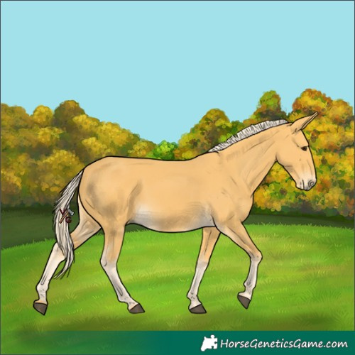 Horse Color:Palomino 