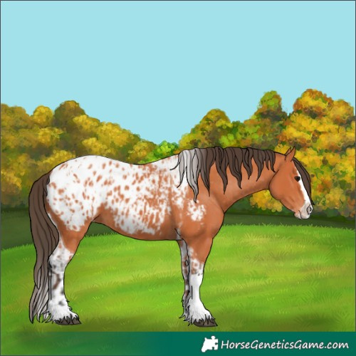 Horse Color:Bay Splash Tobiano Appaloosa  and Bay Splash Tobiano Appaloosa 