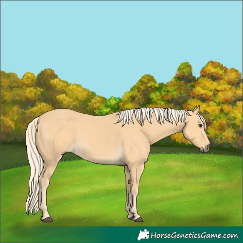 Horse Color:Palomino