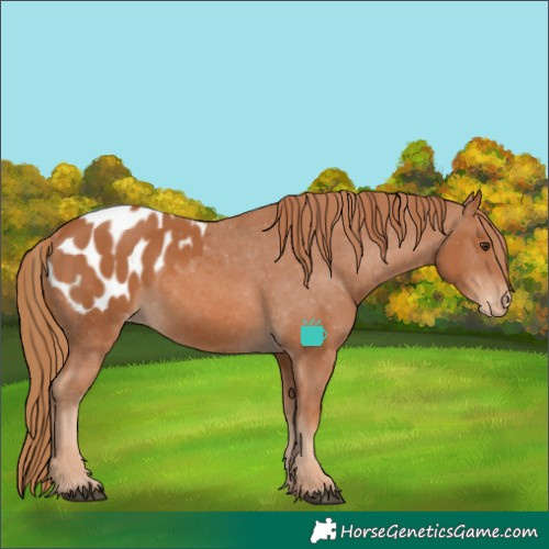 Horse Color:Chestnut Appaloosa 