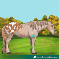 Horse Color:Chestnut Appaloosa