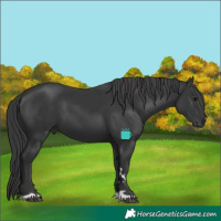 Horse Color:Black 