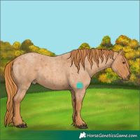 Horse Color:Red Roan 