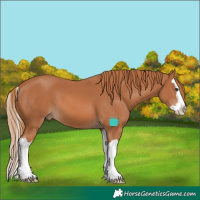 Horse Color:Chestnut Splash 