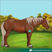 Horse Color:Chestnut 