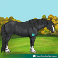 Horse Color:Black 