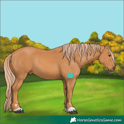 Horse Color:Chestnut Rabicano