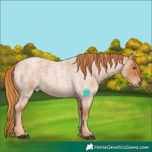Horse Color:Red Roan