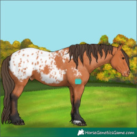 Horse Color:Bay Blanket 
