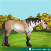 Horse Color:Gray Buckskin