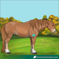 Horse Color:Chestnut 