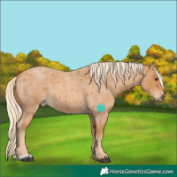 Horse Color:Red Roan 
