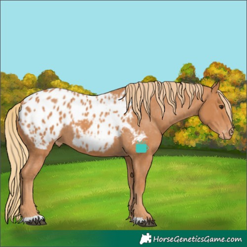Horse Color:Chestnut Blanket 