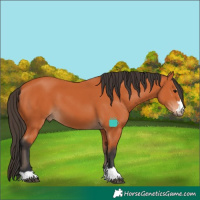 Horse Color:Bay 