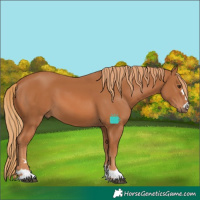 Horse Color:Chestnut 