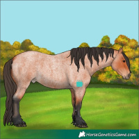 Horse Color:Bay Roan 