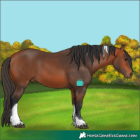 Horse Color:Bay Tobiano 