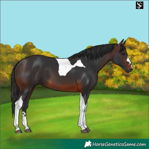 Horse Color:Brown Tobiano