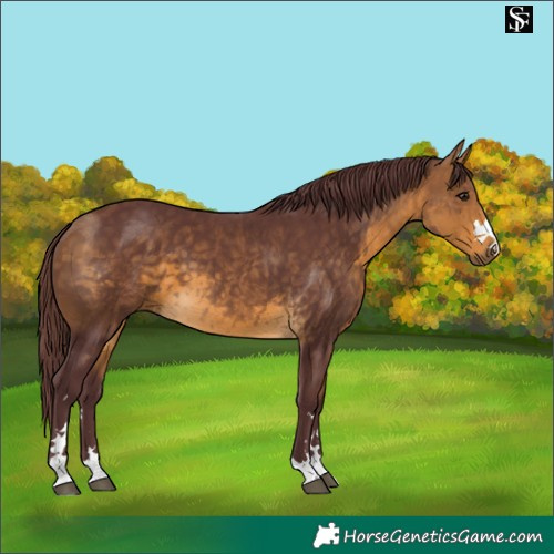 Horse Color:Chocolate Buckskin 