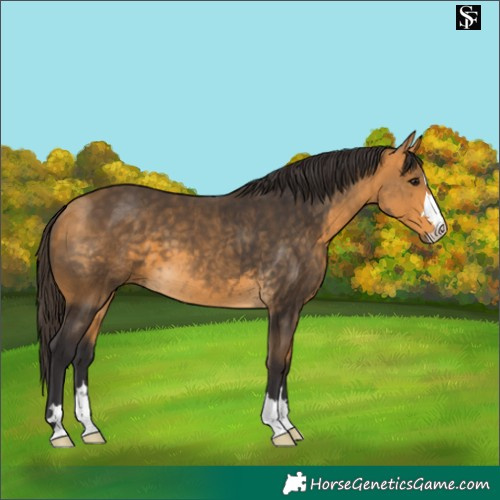 Horse Color:Buckskin 