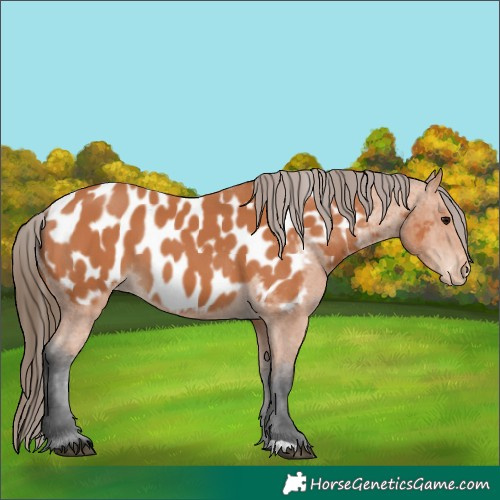 Horse Color:Bay Near Leopard 