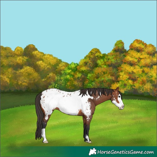 Horse Color:Bay Frame Appaloosa