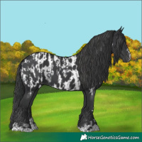 Horse Color:Black  and Black Appaloosa 