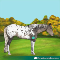 Horse Color:Silver Smoky Black Tobiano Blanket