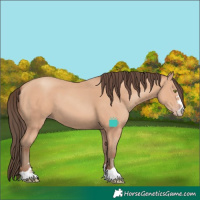 Horse Color:Amber Champagne