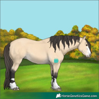 Horse Color:Buckskin