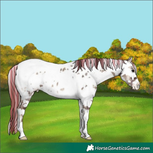 Horse Color:Painted Plaid  Grullo Onyx Sabino Appaloosa Rabicano 