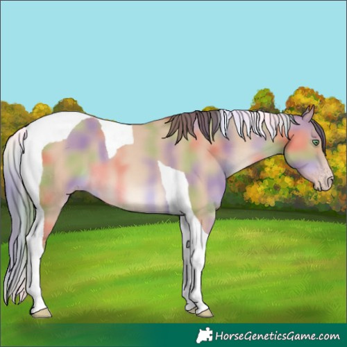 Horse Color:Nacre Amber Champagne Tobiano