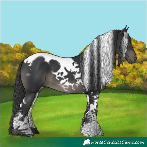Horse Color:Black Tobiano 