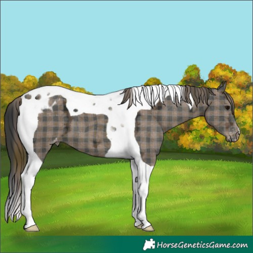 Horse Color:Plaid  Black Ice Tobiano Appaloosa 