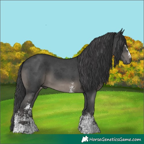 Horse Color:Black Sabino 