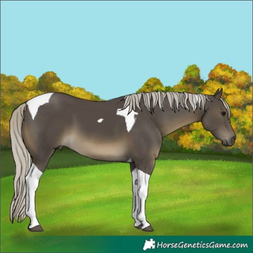 Horse Color:Silver Smoky Black Tobiano 