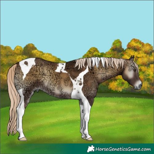 Horse Color:Chocolate Palomino Ice Onyx Tobiano