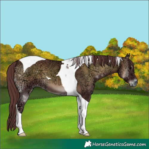 Horse Color:Chocolate Smoky Blue Onyx Ice Tobiano 