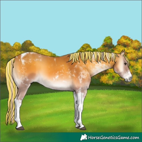 Horse Color:Painted Palomino Onyx Tobiano