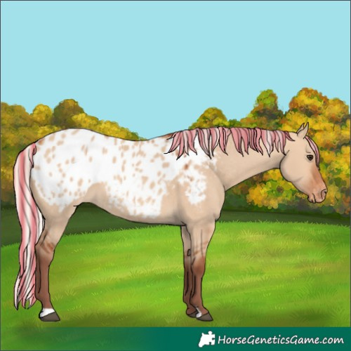 Horse Color:Painted Chocolate Silver Bay Dun Blanket 