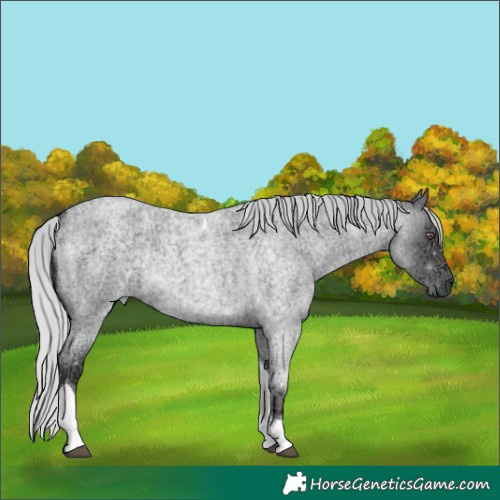 Horse Color:Silver Smoky Blue Chinchilla Ice Roan Tobiano Rabicano 