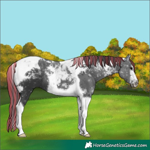 Horse Color:Painted Black Tobiano