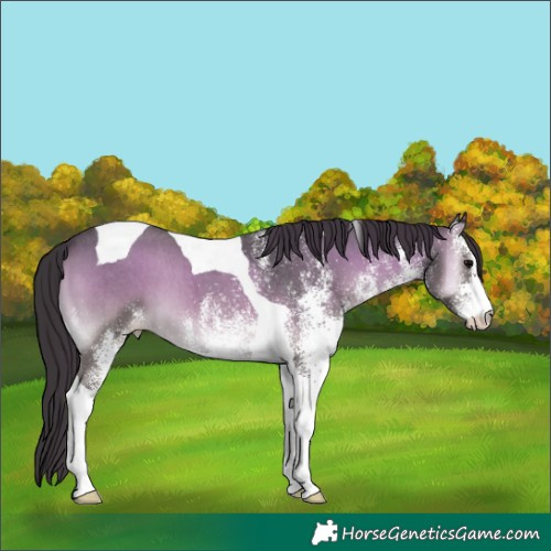 Horse Color:White Spotted Smoky Blue Onyx Tobiano 